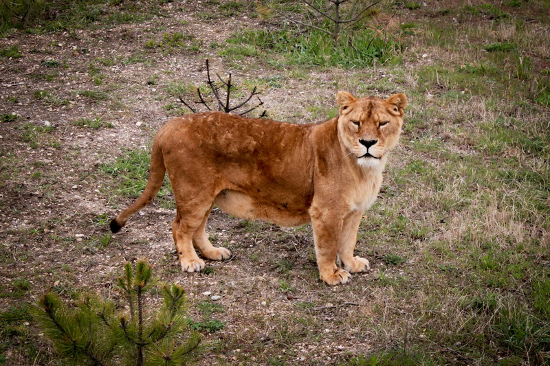 В сафари-парке «Тайган» открыли сезон хищников