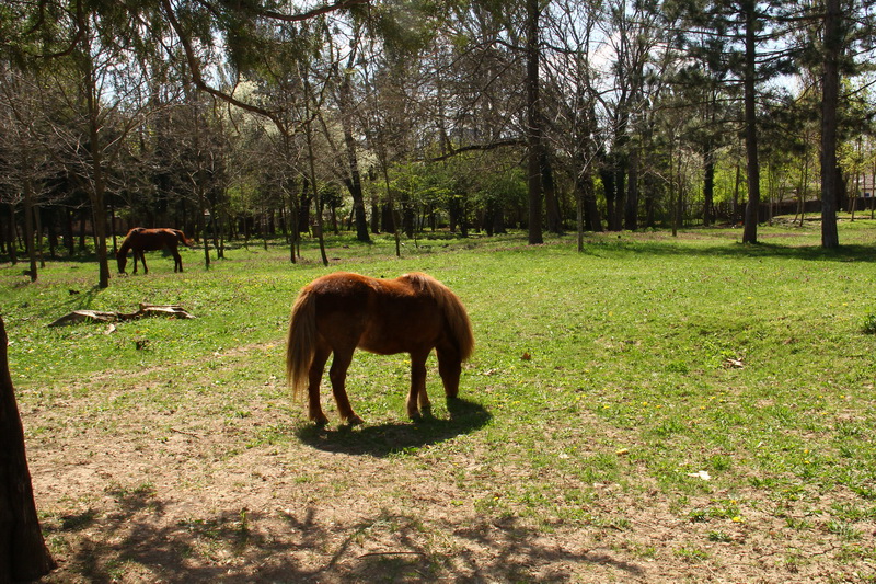Симферопольский зооуголок пополнится новыми животными из России