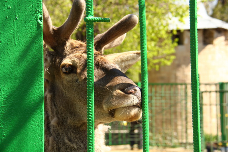 Симферопольский зооуголок пополнится новыми животными из России