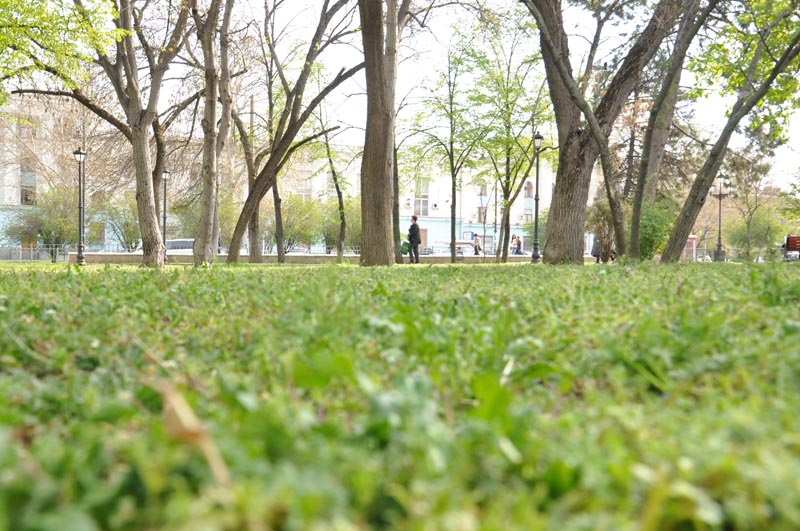 В Симферополе начался покос травостоя