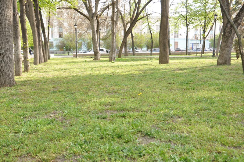 В Симферополе начался покос травостоя