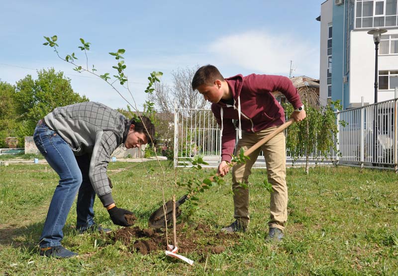 У библиотеки Франко в Симферополе высадили молодые деревья