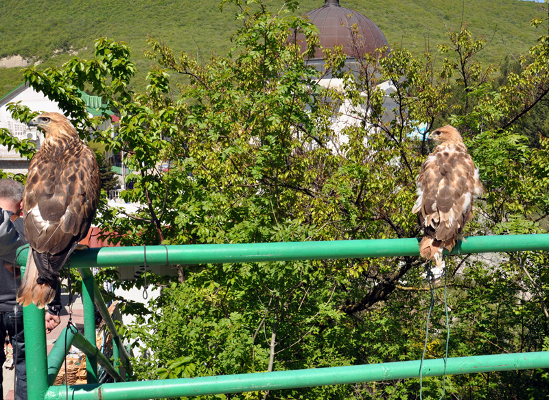 В Крыму активизировались фотографы-живодеры
