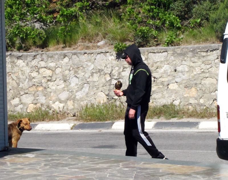 В Крыму активизировались фотографы-живодеры