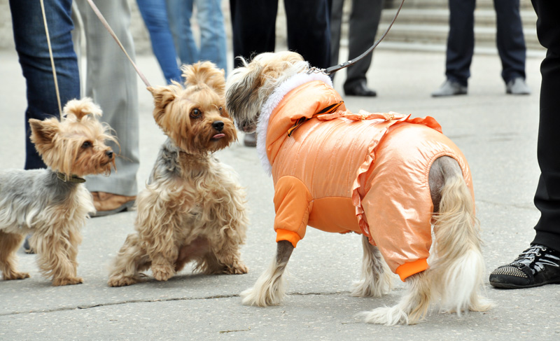 В первомайской демонстрации в Симферополе приняли участие около 100 тыс. человек