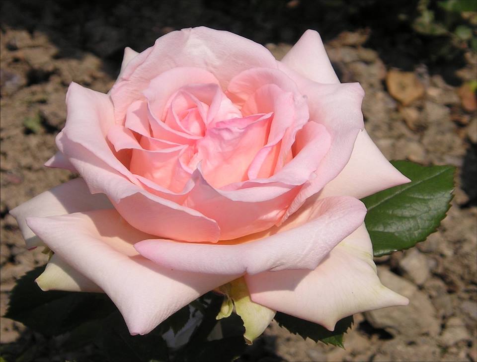 В Никитском ботсаду зацвели розы