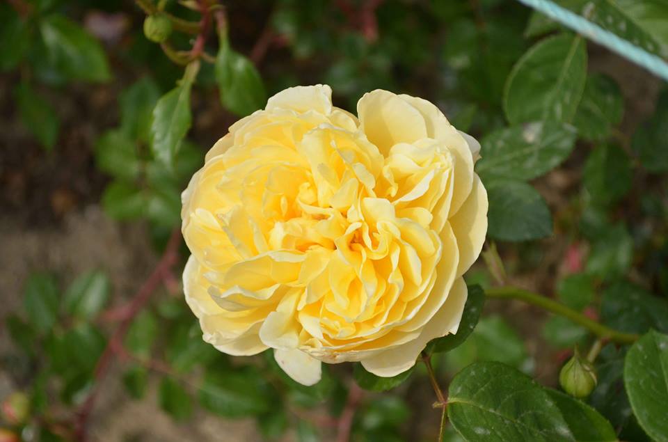 В Никитском ботсаду зацвели розы