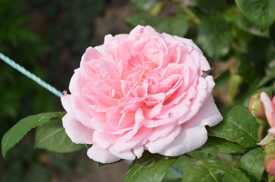 В Никитском ботсаду зацвели розы