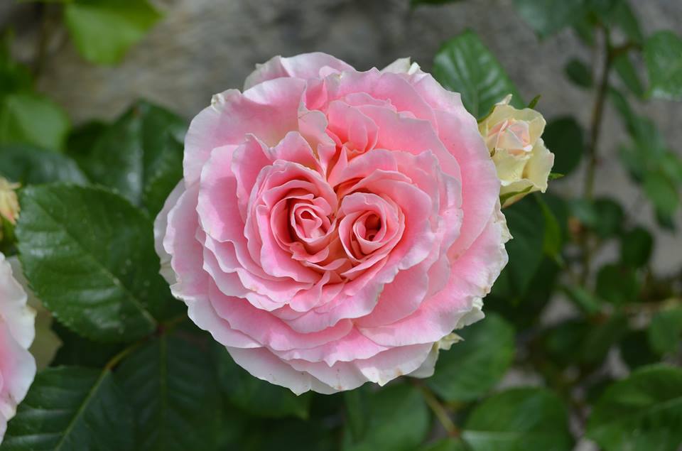 В Никитском ботсаду зацвели розы