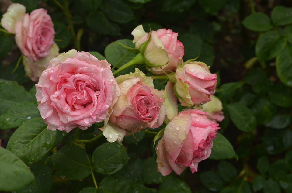 В Никитском ботсаду зацвели розы