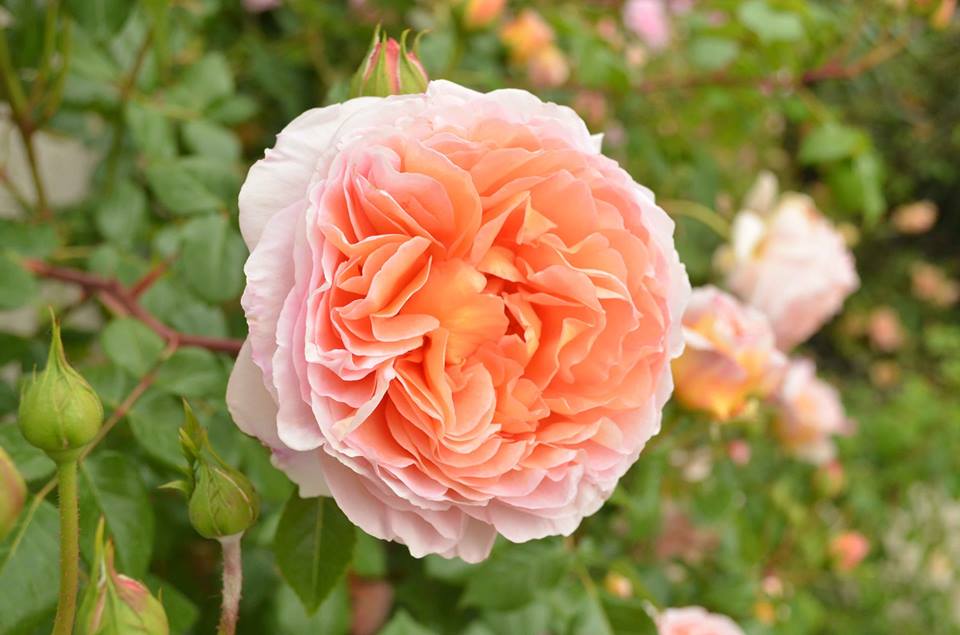 В Никитском ботсаду зацвели розы