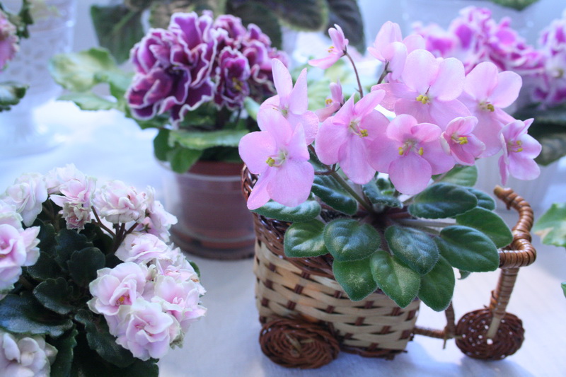 В Симферополе представили 150 сортов фиалок и кактусов