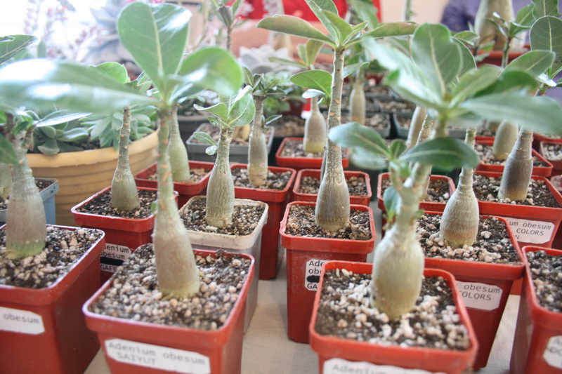 В Симферополе представили 150 сортов фиалок и кактусов