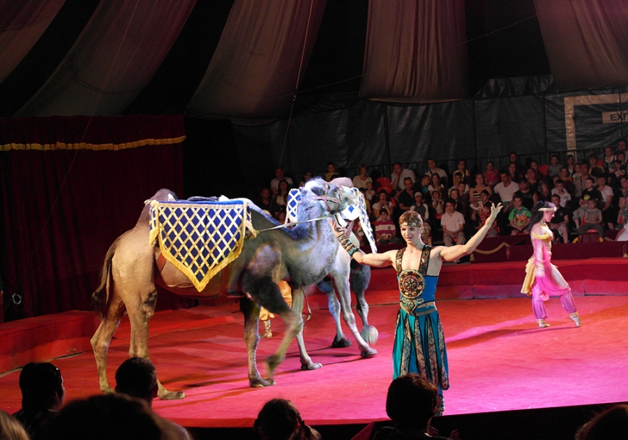 В Ялте начал работать Московский цирк Юрия Никулина