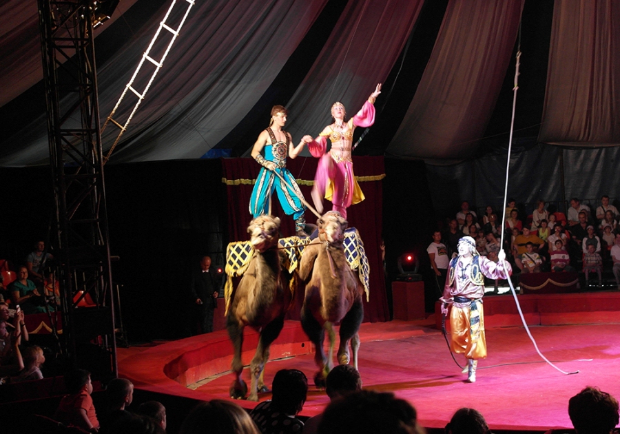 В Ялте начал работать Московский цирк Юрия Никулина