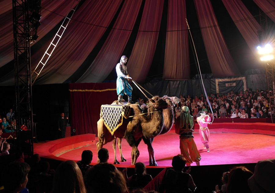 В Ялте начал работать Московский цирк Юрия Никулина