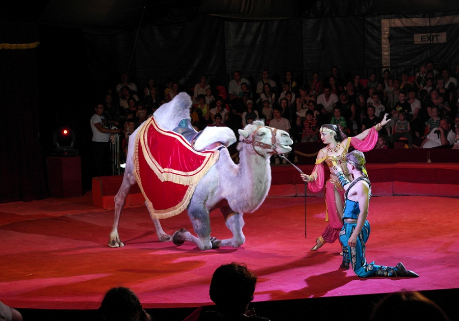 В Ялте начал работать Московский цирк Юрия Никулина