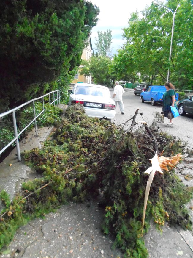 Штормовой ветер в Алуште повалил деревья и снес крыши домов 