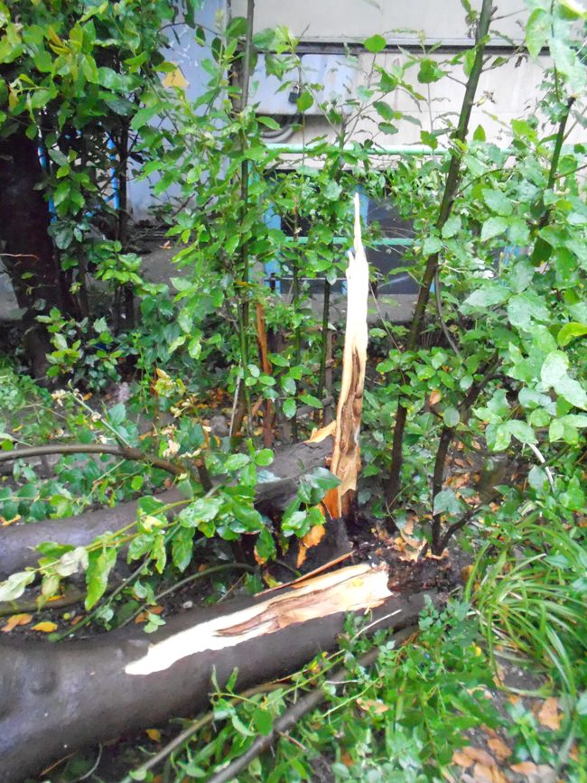 Штормовой ветер в Алуште повалил деревья и снес крыши домов 