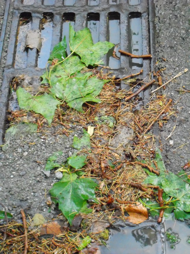 Штормовой ветер в Алуште повалил деревья и снес крыши домов 