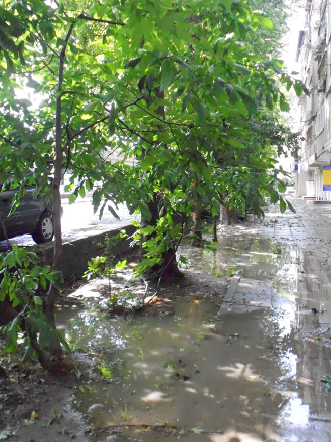 Штормовой ветер в Алуште повалил деревья и снес крыши домов 