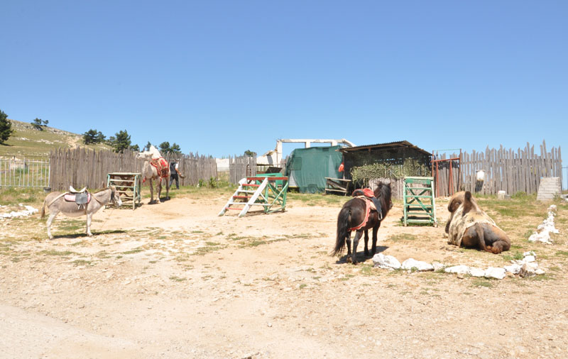 Предпринимателям с плато Ай-Петри помогут наладить диалог с властями Крыма