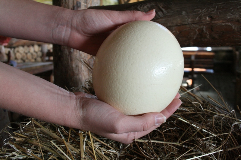 На страусиной ферме в Симферопольском районе провели День семьи и спорта