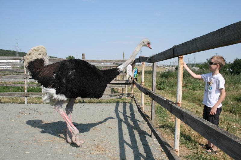 На страусиной ферме в Симферопольском районе провели День семьи и спорта