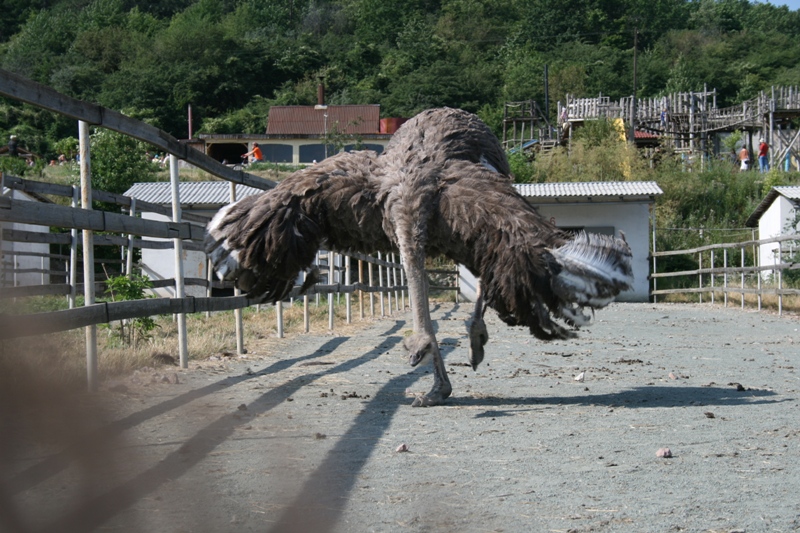 На страусиной ферме в Симферопольском районе провели День семьи и спорта