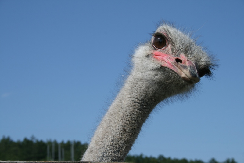 На страусиной ферме в Симферопольском районе провели День семьи и спорта