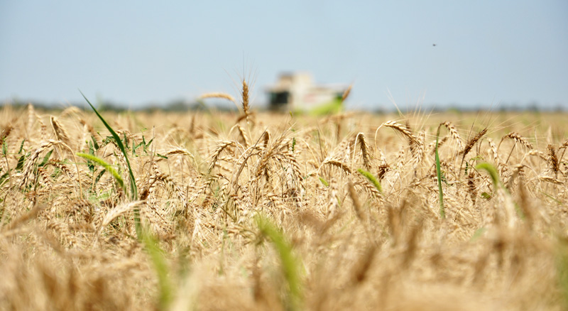 Вице-премьер Крыма поздравил хлеборобов с намолотым миллионом тонн зерна