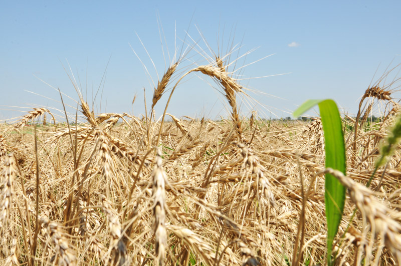 Вице-премьер Крыма поздравил хлеборобов с намолотым миллионом тонн зерна