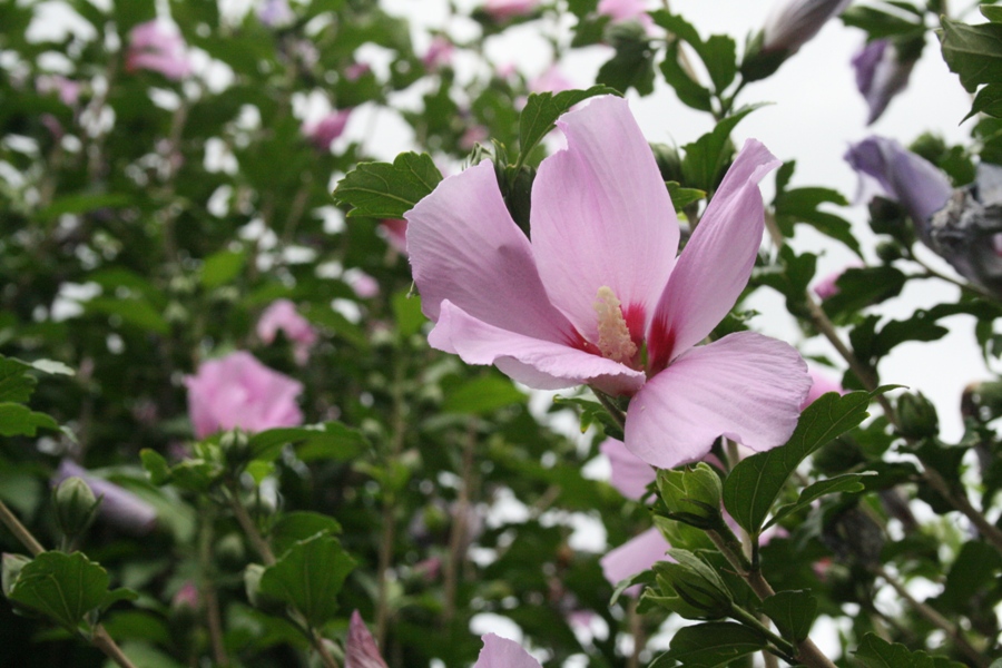 В симферопольском парке Рериха создали «русский уголок»