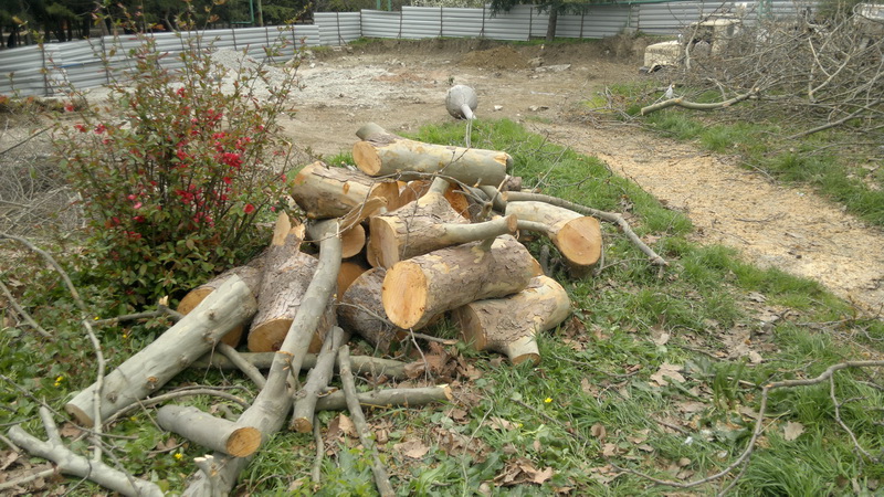 В Алуште расторгнут договор с застройщиком, вырубившим деревья в парке
