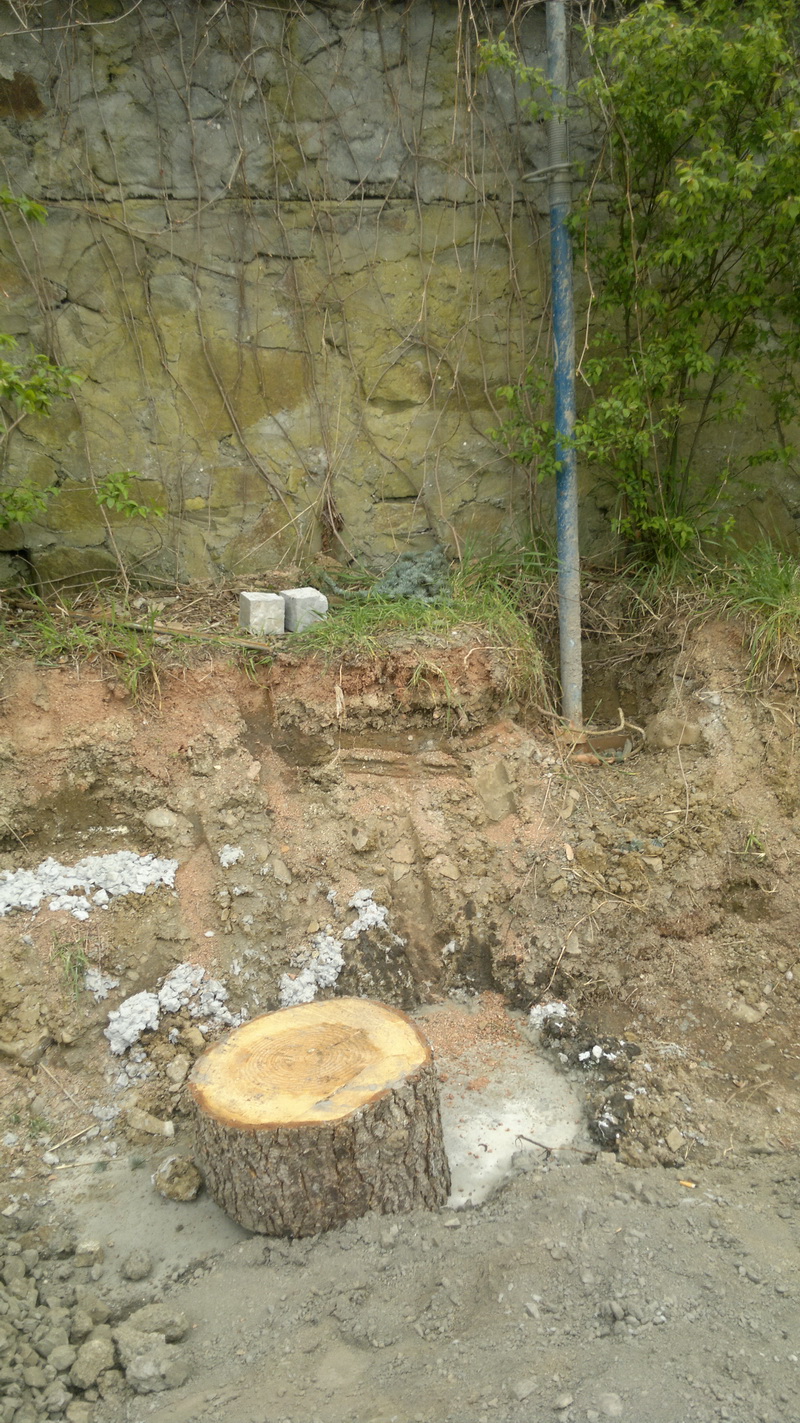 В Алуште расторгнут договор с застройщиком, вырубившим деревья в парке