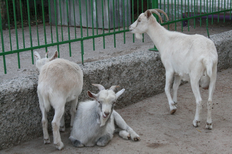 В парках Симферополя появится освещение и велосипедный патруль