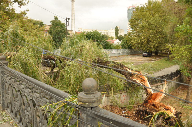 В центре Симферополе стихия повалила около 15 деревьев