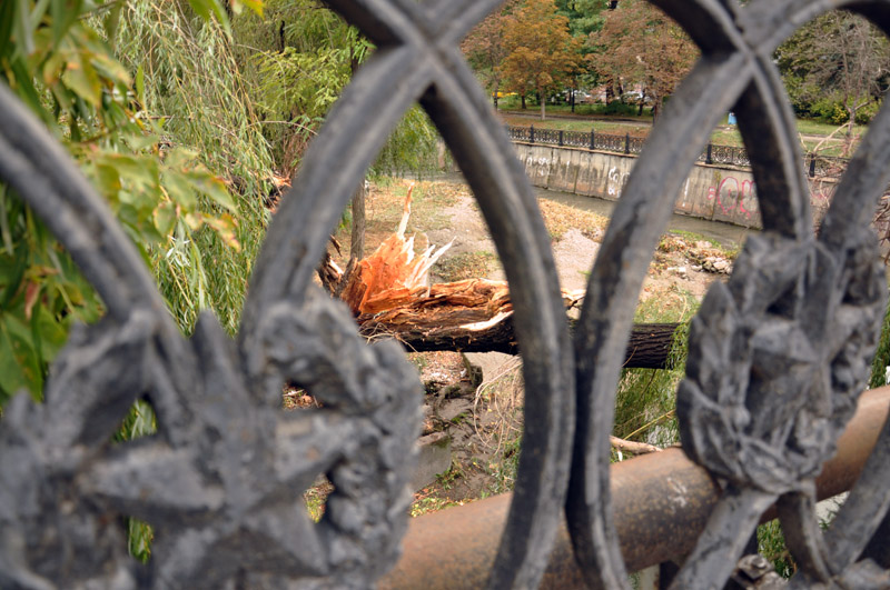 В центре Симферополе стихия повалила около 15 деревьев