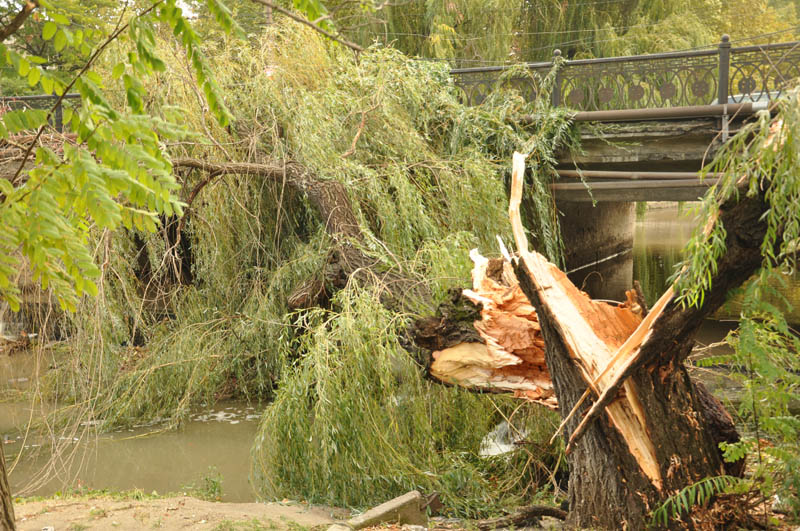 В центре Симферополе стихия повалила около 15 деревьев