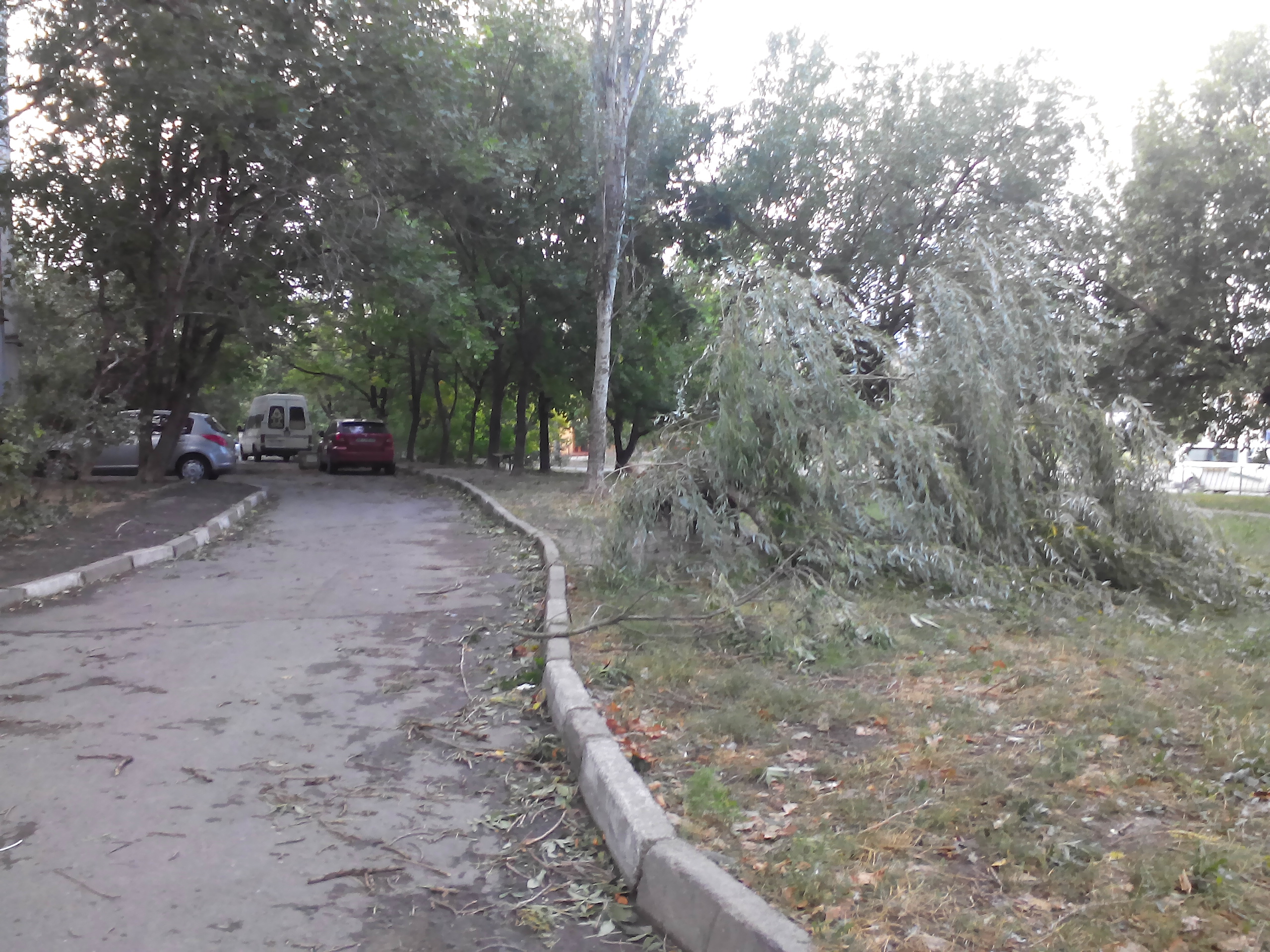 В центре Симферополе стихия повалила около 15 деревьев