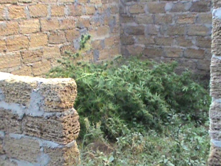 В Саках задержали наркодельцов с оружием