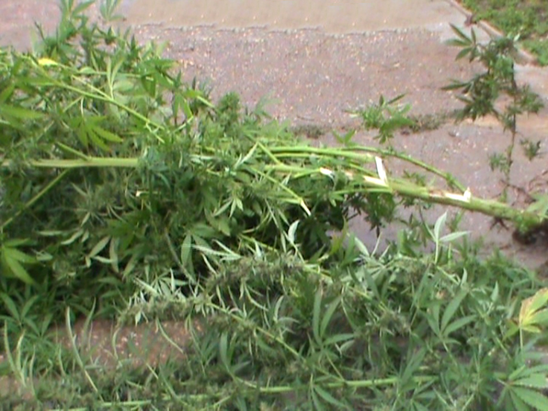 В Саках задержали наркодельцов с оружием