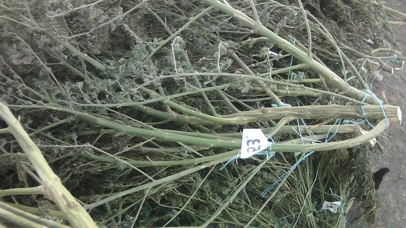 Крымчанин вырастил у себя дома конопли на 1 млн. грн.