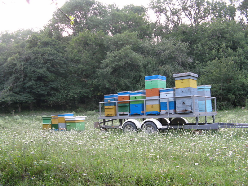 В Крымском заповеднике незаконно ведется хоздеятельность, – экологи