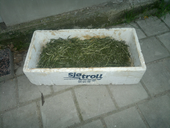 Наркоман из Керчи хранил дома почти килограмм конопли