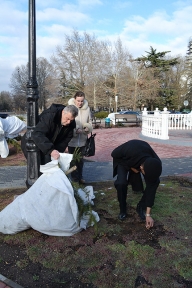 В сквере Симферополя сломали очередной кедр 