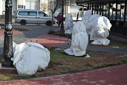В сквере Симферополя сломали очередной кедр 