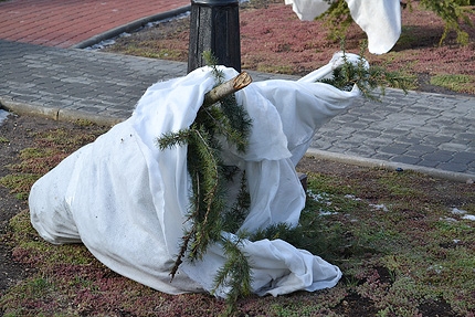В сквере Симферополя сломали очередной кедр 