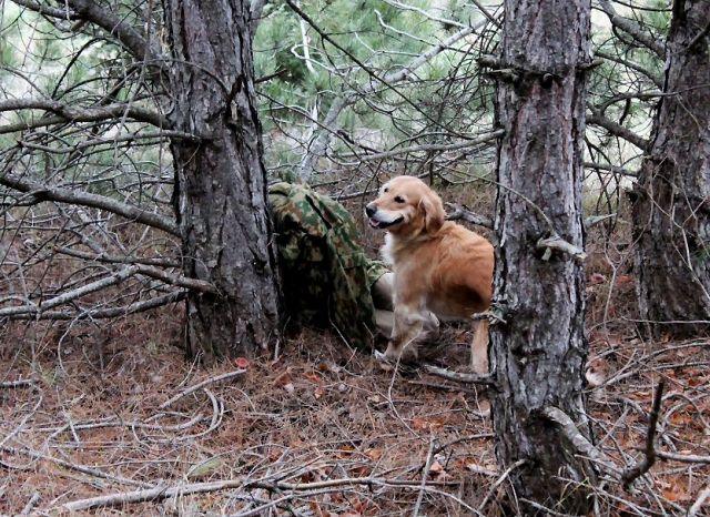 В Севастополе провели аттестацию собак-спасателей