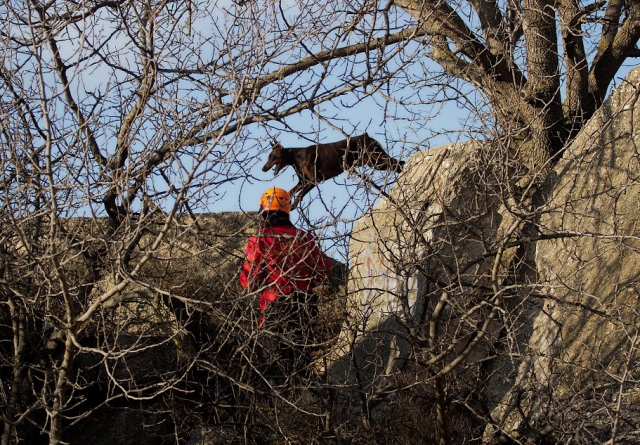 В Севастополе провели аттестацию собак-спасателей